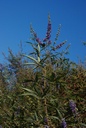 Gattilier  - Phytotype - 4