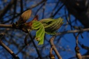Marronnier d’Inde - Phytotype - 5