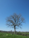 Frêne  - Phytotype - 5