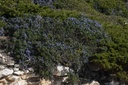 Romarin  - Phytotype - 5