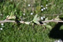 Framboisier  - Phytotype - 5