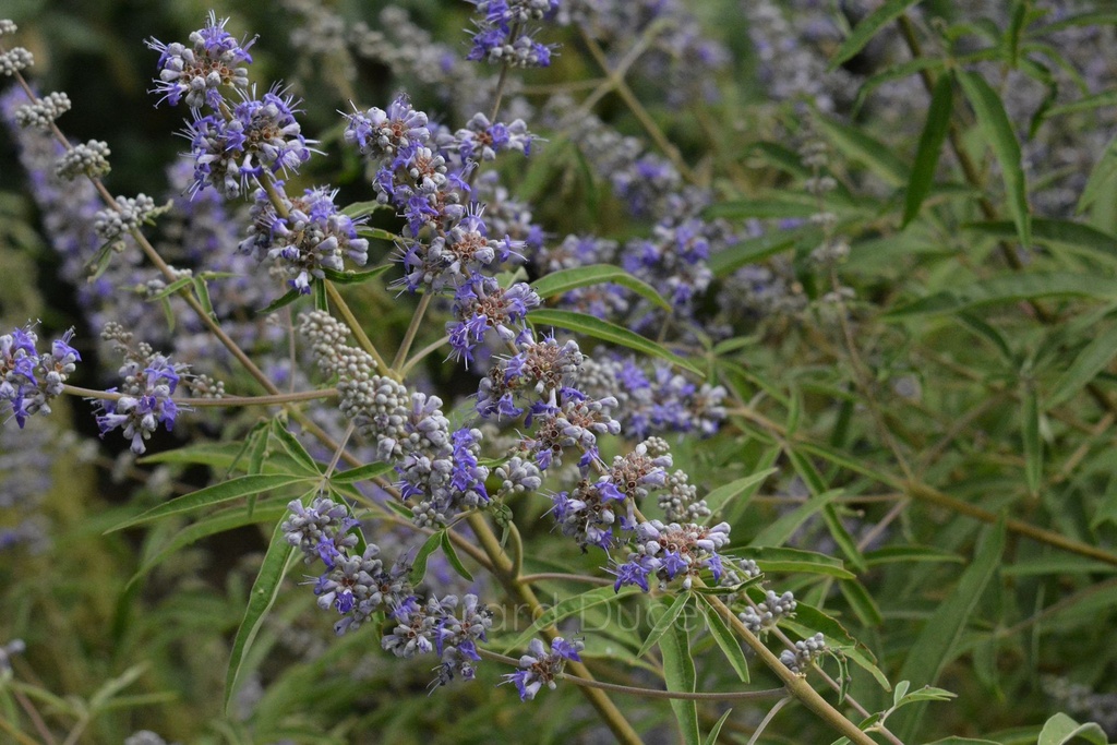 Gattilier  - Phytotype - 5