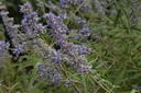 Gattilier  - Phytotype - 5