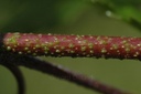 Bouleau verruqueux – Phytotype - 4