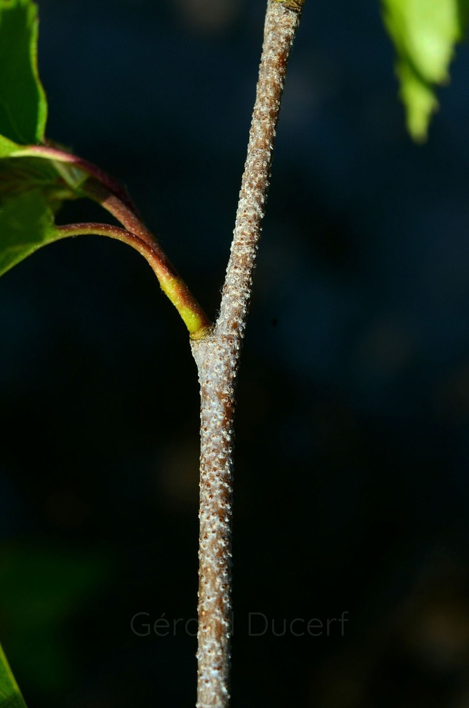 Bouleau verruqueux – Phytotype - 5