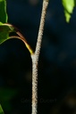 Bouleau verruqueux – Phytotype - 5