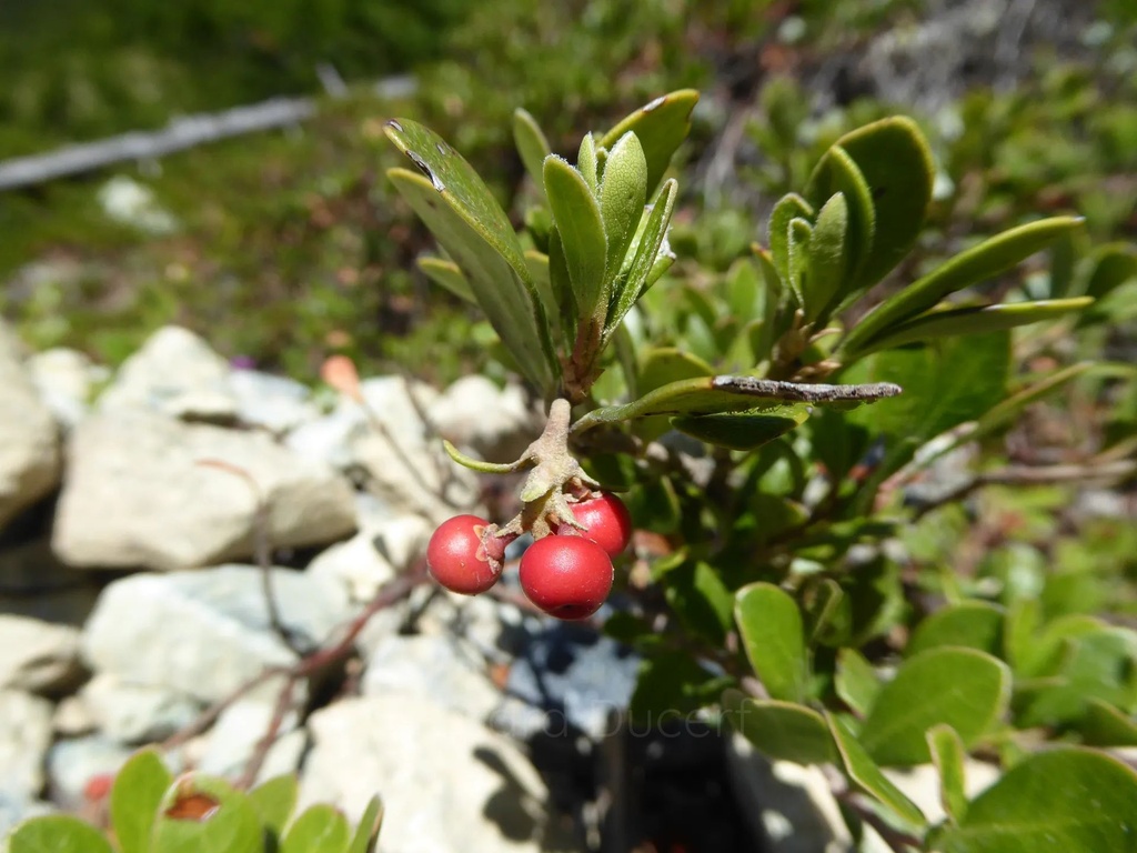 Busserole raisin d’ours - Phytotype - 2