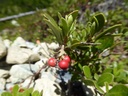 Busserole raisin d’ours - Phytotype - 2