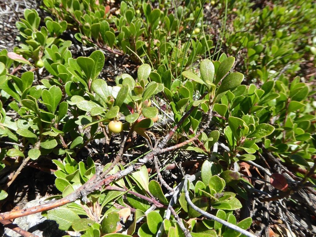 Busserole raisin d’ours - Phytotype - 3