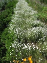 Camomille romaine - Phytotype - 5