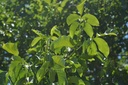 Noyer - Gemmotype - 2