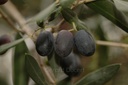 Olivier - Gemmotype - 2