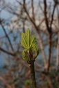 Figuier - Gemmotype - 3