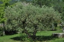 Olivier - Gemmotype - 3