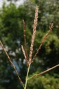 Maïs - Gemmotype - 3