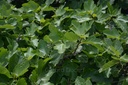 Figuier - Gemmotype - 4