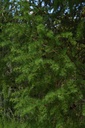 Mélèze - Gemmotype - 4
