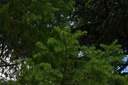Mélèze - Gemmotype - 5