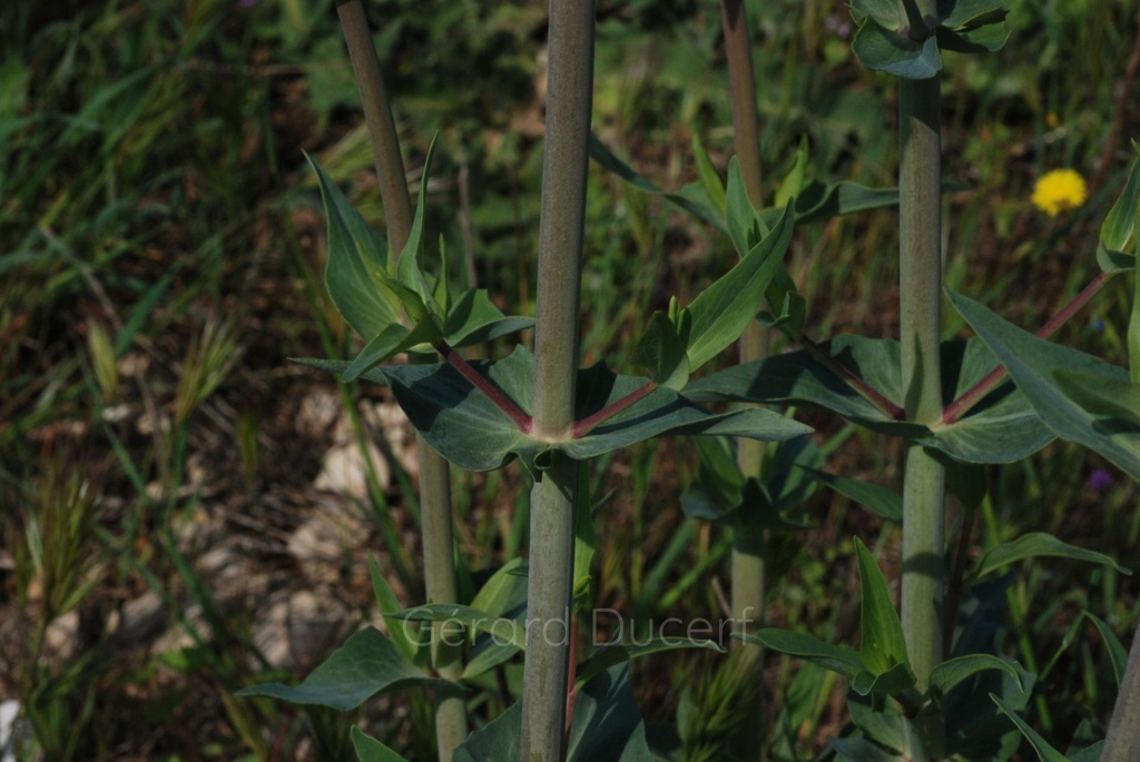 Centranthe rouge - Phytotype - 2