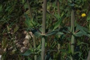 Centranthe rouge - Phytotype - 2