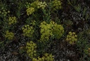 Crithme maritime - Phytotype - 2