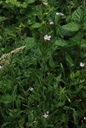 Epilobe à petites fleurs - Phytotype - 2