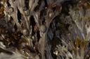 Fucus vésiculeux - Phytotype - 2