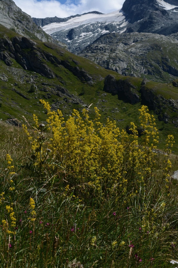 Caille-lait vrai - Phytotype - 2