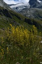 Caille-lait vrai - Phytotype - 2
