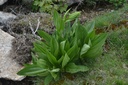 Gentiane  - Phytotype - 2