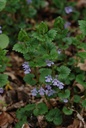 Lierre terrestre - Phytotype - 2