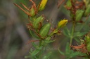 Millepertuis  - Phytotype - 2