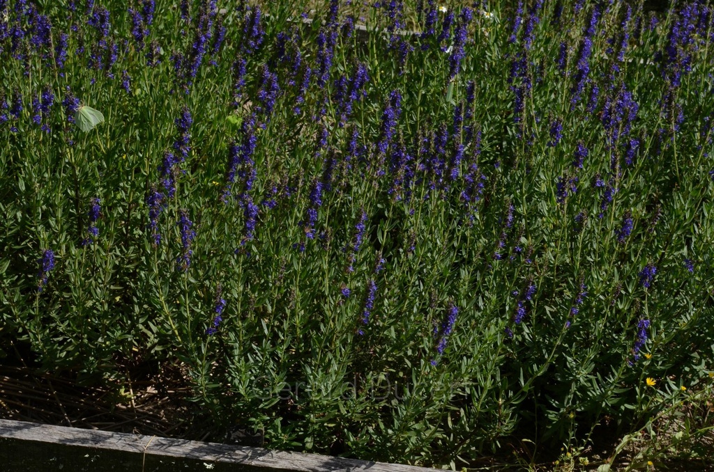 Hysope  - Phytotype - 2