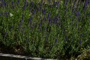 Hysope  - Phytotype - 2