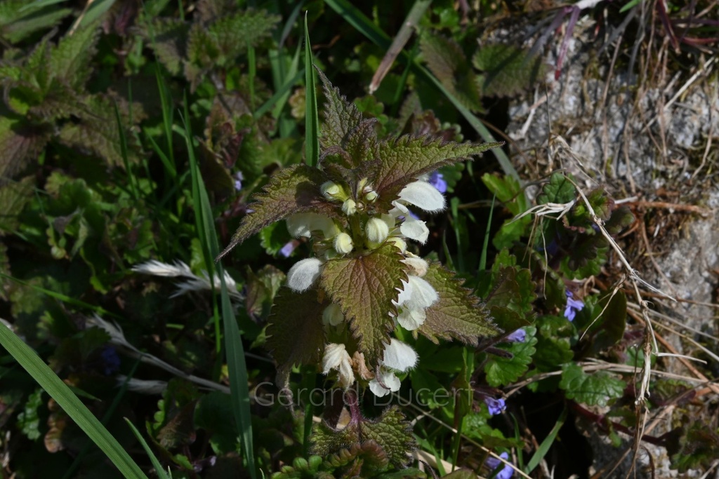 Lamier blanc - Phytotype - 2