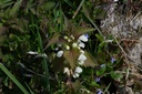 Lamier blanc - Phytotype - 2