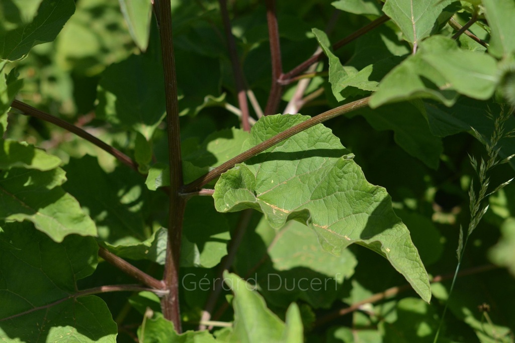 Grande  bardane - Phytotype - 2