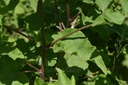 Grande  bardane - Phytotype - 2