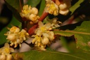 Laurier noble - Phytotype - 2