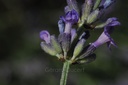 Lavande vraie - Phytotype - 2