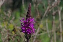 Salicaire  - Phytotype - 2