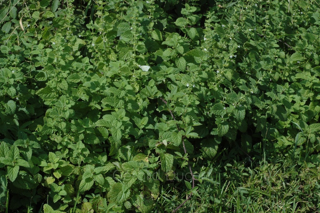 Mélisse  - Phytotype - 2