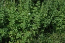 Mélisse  - Phytotype - 2