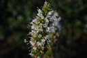 Menthe poivrée - Phytotype - 2