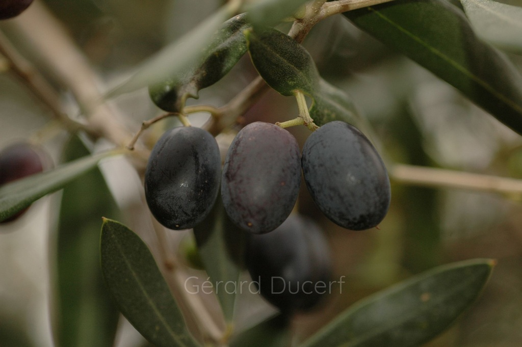 Olivier  - Phytotype - 2