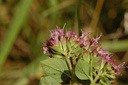 Origan  - Phytotype - 2