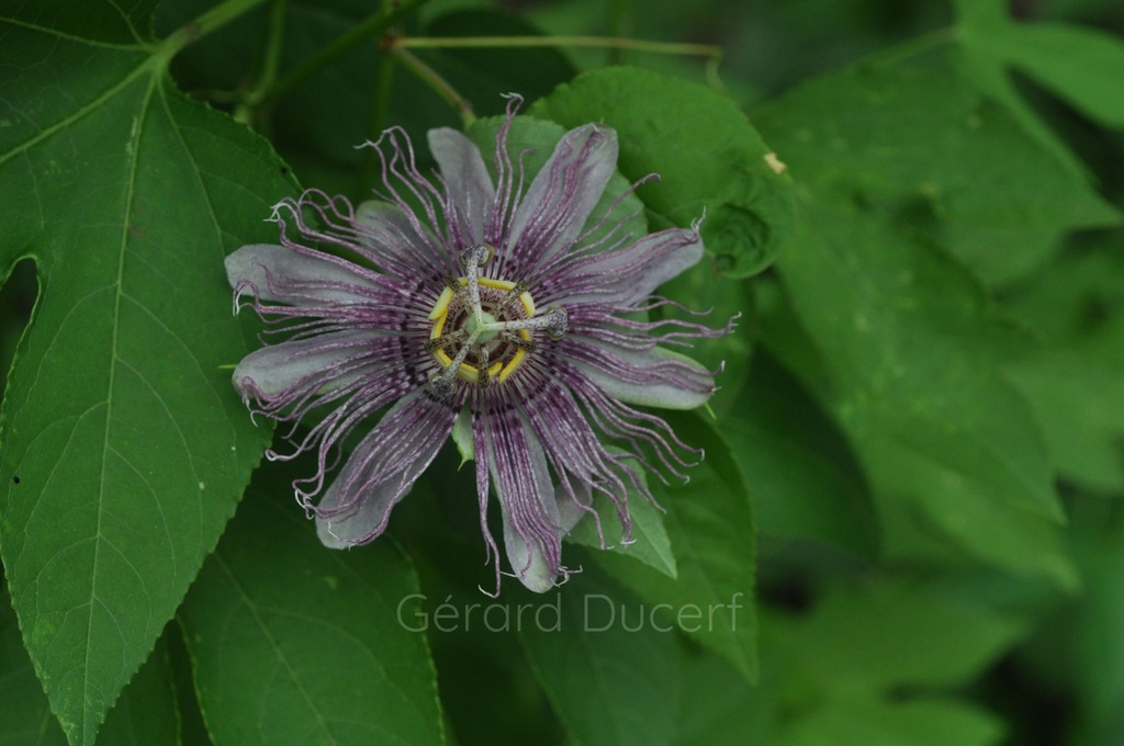 Passiflore  - Phytotype - 2