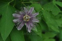 Passiflore  - Phytotype - 2