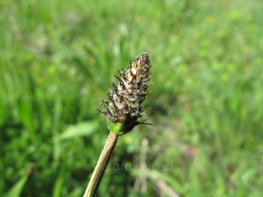 Plantain lanceolé - Phytotype - 2