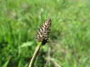 Plantain lanceolé - Phytotype - 2